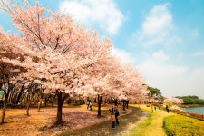 제주시, 도로 확장하려 40년 벚나무 싹둑 [수능·면접 필수시사] < 인문·사회·과학 < 학습정보 < 기사본문 - 에듀진 인터넷 교육신문 제주시, 도로... 