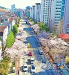 김해시, 24~27일 개화 후 일주일 꽃물결 전망 < 경남 < 전국 < 기사본문 - 인터넷조은뉴스 김해시, 24~27일 개화 후 일주일 꽃물결 전망