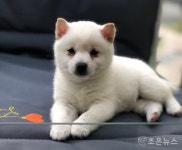 평택 애견샵 강아지 분양 전문 스타펫, 파양 없는 시스템으로 화제 < 서비스 < 산업/ESG < 기사본문 - 인터넷조은뉴스 평택 애견샵 강아지 분양... 