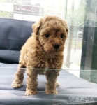 평택 애견샵 강아지 분양 전문 스타펫, 파양 없는 시스템으로 화제... 평택 애견샵 강아지 분양 전문 스타펫, 파양 없는 시스템으로 화제