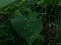 Live For The Story Drop Leaf Water Green Color Wet | EyeEm