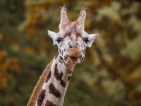 Close-up portrait of giraffe | ID: 80716103