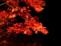 Maple Autumn Colors Lightup Canon | EyeEm