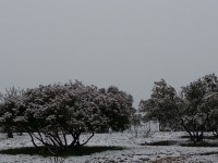 tree, clear sky, copy space, tranquility, snow, | EyeEm