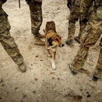 ross nichols (@rossnichols2014) Flipboard에서