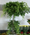 [실내 가드닝 식물] 9월호 무화과나무속 뽕나무과(Ficus spp.... [실내 가드닝 식물] 9월호 무화과나무속 뽕나무과(Ficus spp., Moraceae)