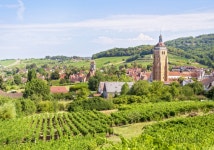 [10월호 열두 달 장미 정원 가꾸기] 와이너리(Winery)의 장미 < 식물배우기 < 반려식물뉴스 < 기사본문 - 월간가드닝 [10월호 열두 달 장미... 