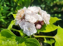 [초록빛정원 꽃이야기] 단풍의 계절, 초록빛 정원 이야기 < 정원에서 온 편지 < 함께가드닝 < 기사본문 - 월간가드닝 [초록빛정원 꽃이야기] 단풍의... 