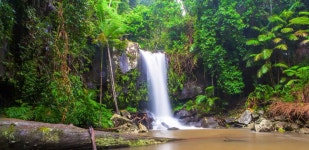 The BEST Tamborine Mountain National parks 2025 - FREE Cancellation | GetYourGuide