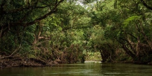 Tortuguero Canal, Limón Province - Book Tickets & Tours | GetYourGuide