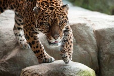 Stoneham, Massachusetts: Stone Zoo Entry Ticket | GetYourGuide