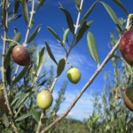 몽펠리에에서 출발: 몽펠리에 출발: 와인과 올리브 투어 | GetYourGuide