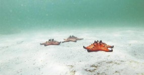 Phu Quoc: Kayaking with Starfish Beach and Bee Farm Tour | GetYourGuide