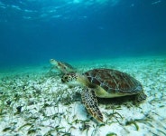 Mahahual: Snorkel Tour in Reef Lagoon | GetYourGuide