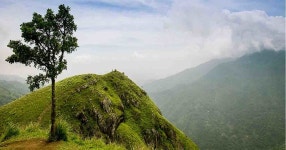 캔디 샨티푸라와 누와라 엘리야 | GetYourGuide