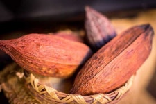 San Miguel de Allende: Chocolate Tasting and Walking Tour | GetYourGuide