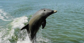 Everglades National Park: 2 hour Dolphin & Birding Boat Tour | GetYourGuide