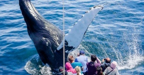 Boston: City Cruises Whale Watching Cruise | GetYourGuide