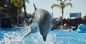 Benidorm: Mundomar Animal Park 1-Day Ticket | GetYourGuide