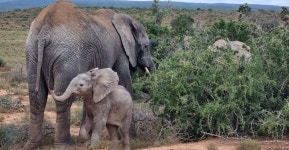 Addo Elephant National Park Game Drive Day Tour With Lunch | GetYourGuide
