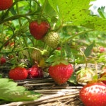 From Mattituck: North Fork Area Bike Tour with Food Tasting | GetYourGuide