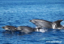 Horta: Whale and Dolphin Watching Expedition | GetYourGuide
