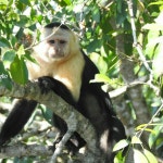 파나마 시티: 소베라니아 국립공원 하이킹 투어 | GetYourGuide