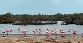 보네르: 북부와 남부 하이라이트 가이드 그룹 투어 | GetYourGuide