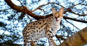 리차드 베이에서 출발하는 엠도네니 와일드캣 프로젝트 일일 투어 | GetYourGuide