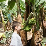 Tenerife: Finca Las Margaritas Banana Plantation Experience | GetYourGuide