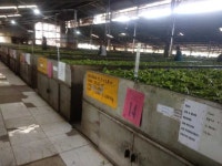 White Crater Tea Plantation Tour Guide Bandung | GetYourGuide