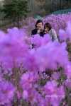 제천시, 금성면으로 진달래 구경오세요 < 포토뉴스 < 문화종합 < 문화... 제천시, 금성면으로 진달래 구경오세요 - 글로벌뉴스통신GNA