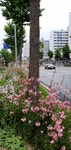 큰 길가 작은 꽃밭 < 생활문화 < 문화 < 기사본문 - 글로벌뉴스통신GNA 큰 길가 작은 꽃밭 - 글로벌뉴스통신GNA