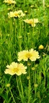 (글로벌 GNA) 노랑 코레우리 < 생활문화 < 문화 < 기사본문 - 글로벌뉴스통신GNA (글로벌 GNA) 노랑 코레우리 - 글로벌뉴스통신GNA