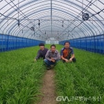 포항시, 지역특화사업 여름부추 단지조성시범사업 추진 < 포토뉴스 < 이슈종합 < 사회 < 기사본문 - 글로벌뉴스통신GNA 포항시, 지역특화사업... 