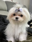 경기도, 반려마루서 보호 중인 구조견 5개월 만에 456마리 입양 < 포토뉴스 < 국회/정부 < 정치 < 기사본문 - 글로벌뉴스통신GNA 경기도... 