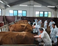 전북축산연구소, 축산농가 경쟁력 강화를 위한 맞춤형 실습 교육 확대 시행 < 포토뉴스 < 글로벌 Only < 사회 < 기사본문 - 글로벌뉴스통신GNA... 