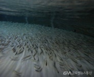 경북도, 멸종위기종 열목어 치어 백천계곡으로 돌아간다 < 포토뉴스 < 문화종합 < 문화 < 기사본문 - 글로벌뉴스통신GNA 경북도, 멸종위기종... 