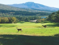 [한국 10대 코스] 왕자를 지켜낸 나인브릿지, 그리고 추격자들 < 골프업계 < 뉴스 < 기사본문 - 골프한국 [한국 10대 코스] 왕자를 지켜낸... 