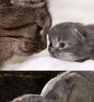 아이고 내새끼.jpg - 고급유머 아이고 내새끼.jpg