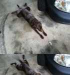 아앙대! 손이 안닿아!.jpg - 고급유머 아앙대! 손이 안닿아!.jpg