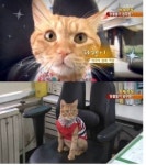 서울 역곡역의 유명한 고양이.jpg - 고급유머 서울 역곡역의 유명한 고양이.jpg