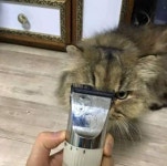 집에서 고양이 셀프미용의 최후 - 고급유머 집에서 고양이 셀프미용의 최후