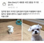 강아지 입 주변털이 자꾸 입에 들어가서 미용을 해줬더니 - 고급유머 강아지 입 주변털이 자꾸 입에 들어가서 미용을 해줬더니