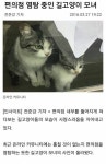 편의점 염탐 중인 길고양이 모녀.jpg - 고급유머 편의점 염탐 중인 길고양이 모녀.jpg