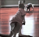 드루와 드르와.gif - 고급유머 드루와 드르와.gif