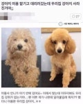 애견미용 맡겼는데 강아지가 사라짐 - 고급유머 애견미용 맡겼는데 강아지가 사라짐