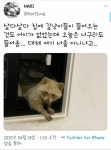 집에 들어온 라쿤.mp4 - 고급유머 집에 들어온 라쿤.mp4