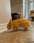 토끼랑 같이 자란 고양이.gif - 고급유머 토끼랑 같이 자란 고양이.gif