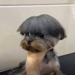 앞머리 커트 실패한 댕댕이 - 고급유머 앞머리 커트 실패한 댕댕이